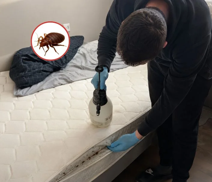 Technicien traitant un matelas contre les punaises de lit à Saint-Hilarion